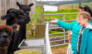 Alpaca Field